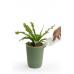 Горшок для полива растений Qualy Oasis Round Pot S зелёный QL10307-GN-GY
